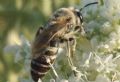 Colletes sp.